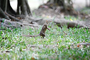 Berdmore`s ground squirrel.