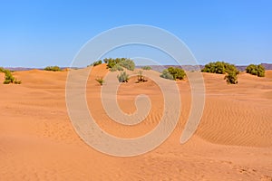 Bereber in the desert of Sahara in Morocco.