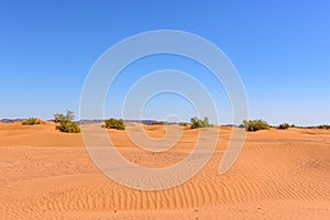 Bereber in the desert of Sahara in Morocco.