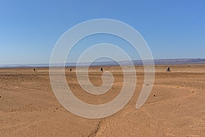 Bereber in the desert of Sahara in Morocco.