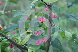 Beresklet warty (Euonymus verrucosus)