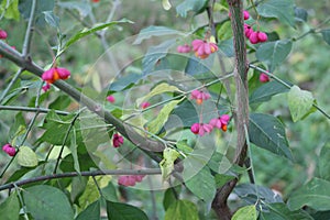 Beresklet warty (Euonymus verrucosus)