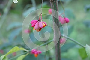 Beresklet warty (Euonymus verrucosus)