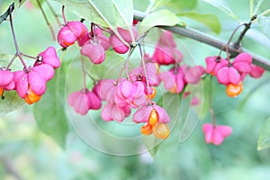 Beresklet warty (Euonymus verrucosus)