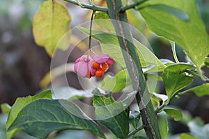 Beresklet warty (Euonymus verrucosus)