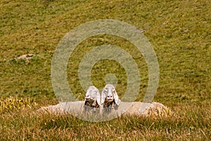 Bergamasca sheep basking on alpine meadow