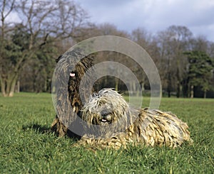 Bergamasco Sheepdog or Bergamese Shepherd, Adults laying on Grass