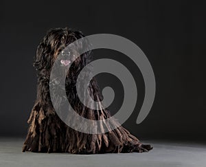 Bergamasco sheepdog