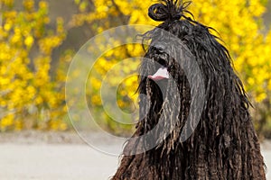 Bergamasco Shepherd.