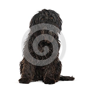 Bergamasco Shepherd, isolated on white