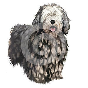 Bergamasco Shepherd, pastore bergamasco, Bergamasco dog digital art illustration isolated on white background. Italian origin