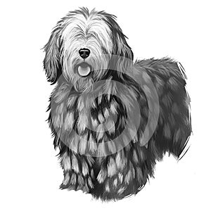 Bergamasco Shepherd, pastore bergamasco, Bergamasco dog digital art illustration isolated on white background. Italian origin