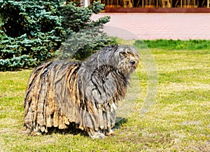 Bergamasco Shepherd in profile.