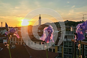 Bergamo - Purple flower with scenic sunset view of tower of  church Chiesa di Sant Alessandro della Croce