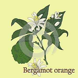 Bergamot, Citrus bergamia. Illustration of a plant in a vector with flowers.
