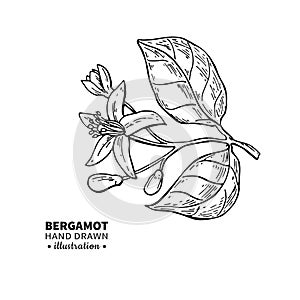 Bergamot flower branch vector drawing