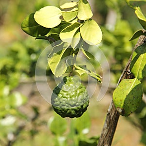 Bergamot fruit