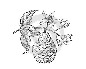 Bergamot fruit Branch. Hand Drawn Sketch Fruit with Leaves Vector Illustration. Natural Vegan Plant Based Fruit Food