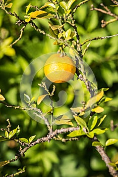 Bergamot fruit photo