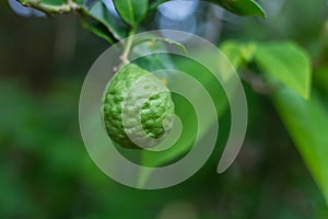 Bergamot fruit or kaffir lime on tree is a fragrant Thai herb and is used to add aroma in food and Thai spa