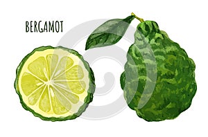 Bergamot fruit with leaf and half of fruit, hand drawn photo