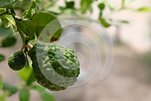 Bergamot fruit on tree.