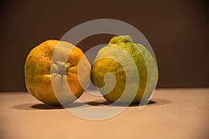 Bergamot fruits Citrus sp. On lighted surface and dark background