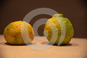Bergamot fruits Citrus sp. On lighted surface and dark background photo