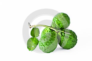 Bergamot herb Thailand