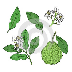 Bergamot, Kaffir lime citrus fruit, leaves, flower. Engraved vintage sketch illustration. Hand drawn vector