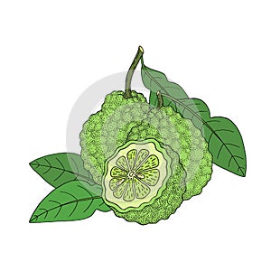 Bergamot, Kaffir lime citrus fruit, leaves, flower. Engraved vintage sketch illustration. Hand drawn vector