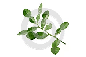 Bergamot kaffir lime leaves herb fresh ingredient isolated on white background.Green citrus thai lime ingredient for cooking