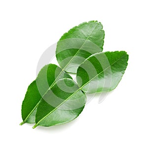 Bergamot leaf on white background