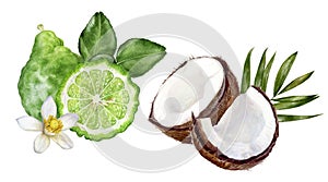 Bergamot with leaves coconut watercolor isolated on white background