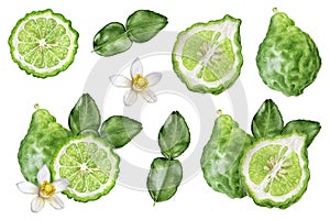 Bergamot with leaves and flower set watercolor isolated on white background