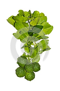 Bergamot and leaves isolated on white background have clipping path