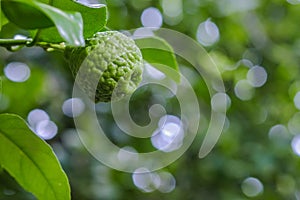 Bergamot and leaves on Tree Kaffir Lime
