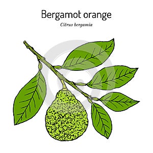 Bergamot orange Citrus bergamia . Vector illustration
