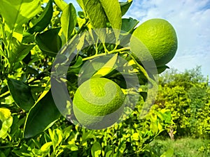 Bergamot orange. Citrus fruits of sour orange bergamot riping on thee close up