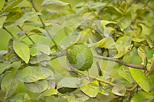 Bergamot orange. Citrus fruits of sour orange bergamot riping on thee close up