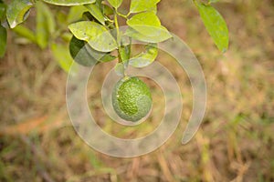 Bergamot orange. Citrus fruits of sour orange bergamot riping on thee close up