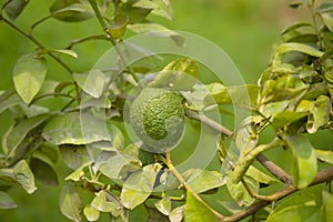 Bergamot orange. Citrus fruits of sour orange bergamot riping on thee close up