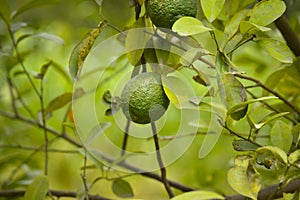 Bergamot orange. Citrus fruits of sour orange bergamot riping on thee close up