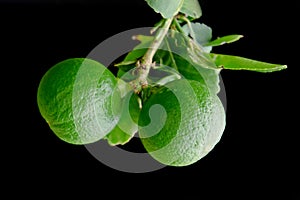 Bergamot orange hanging fruits with leaf isolated on black background