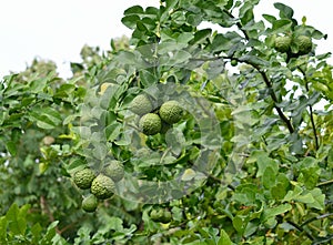 Bergamot on Tree