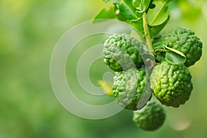 Bergamot on tree photo