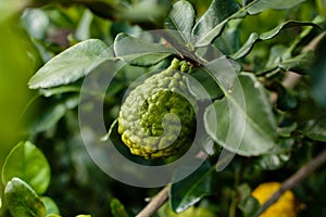 Bergamot on Tree (Kaffir Lime)