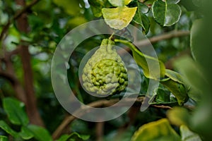 Bergamot on Tree (Kaffir Lime)