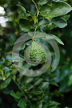 Bergamot on Tree (Kaffir Lime)