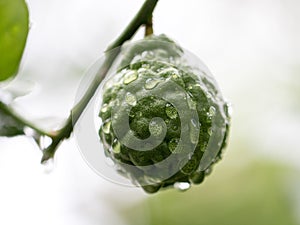 Bergamot on tree with water drop and blurred background